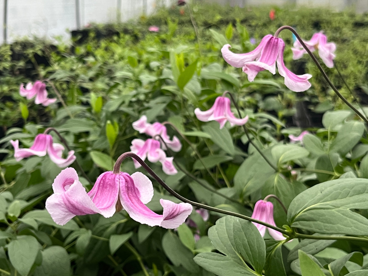 Clematis Twist and Shout