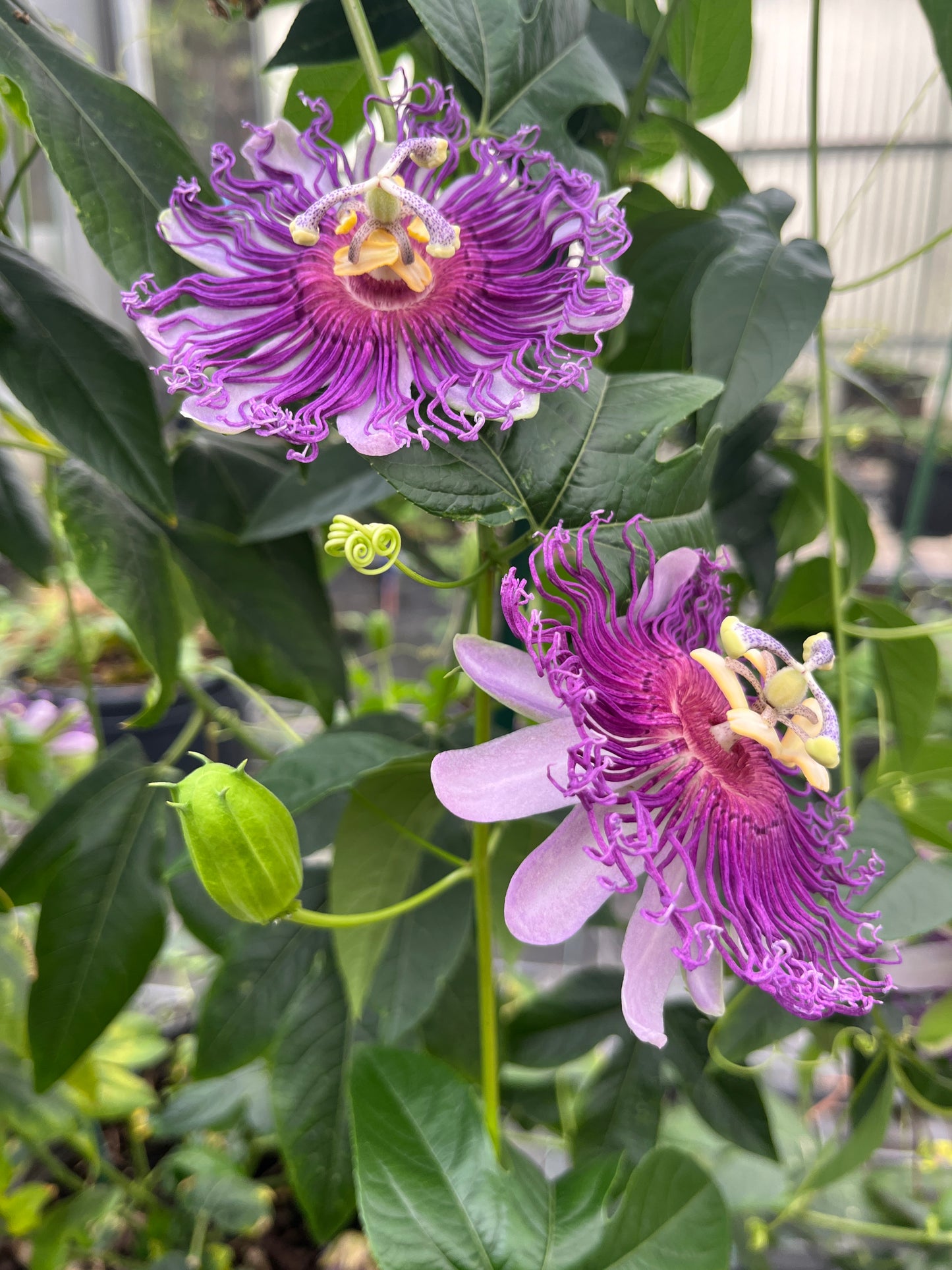 Passiflora incarnata