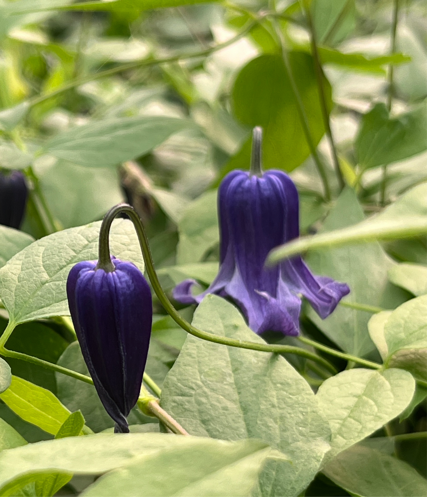 Clematis Roguchi No. 2