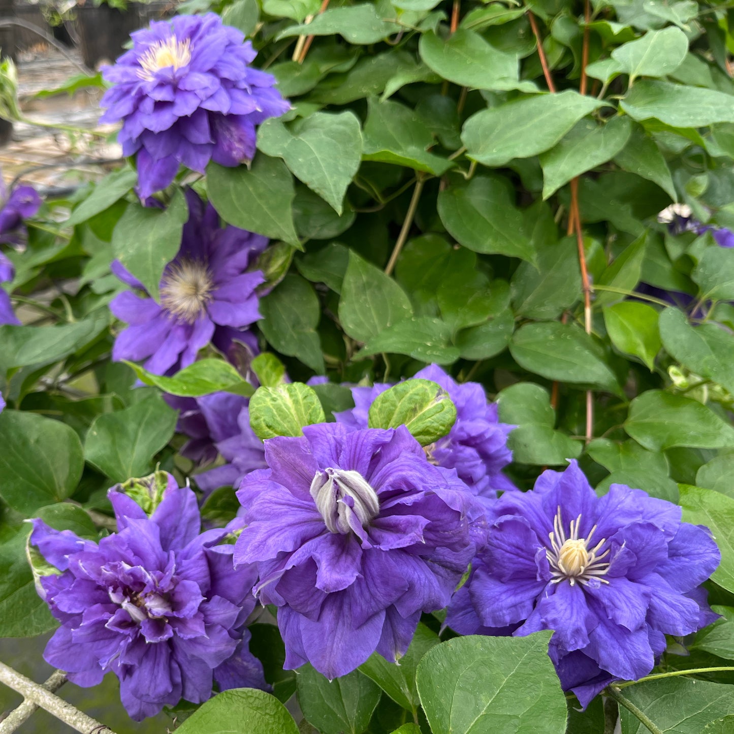 Clematis Kiri Te Kanawa