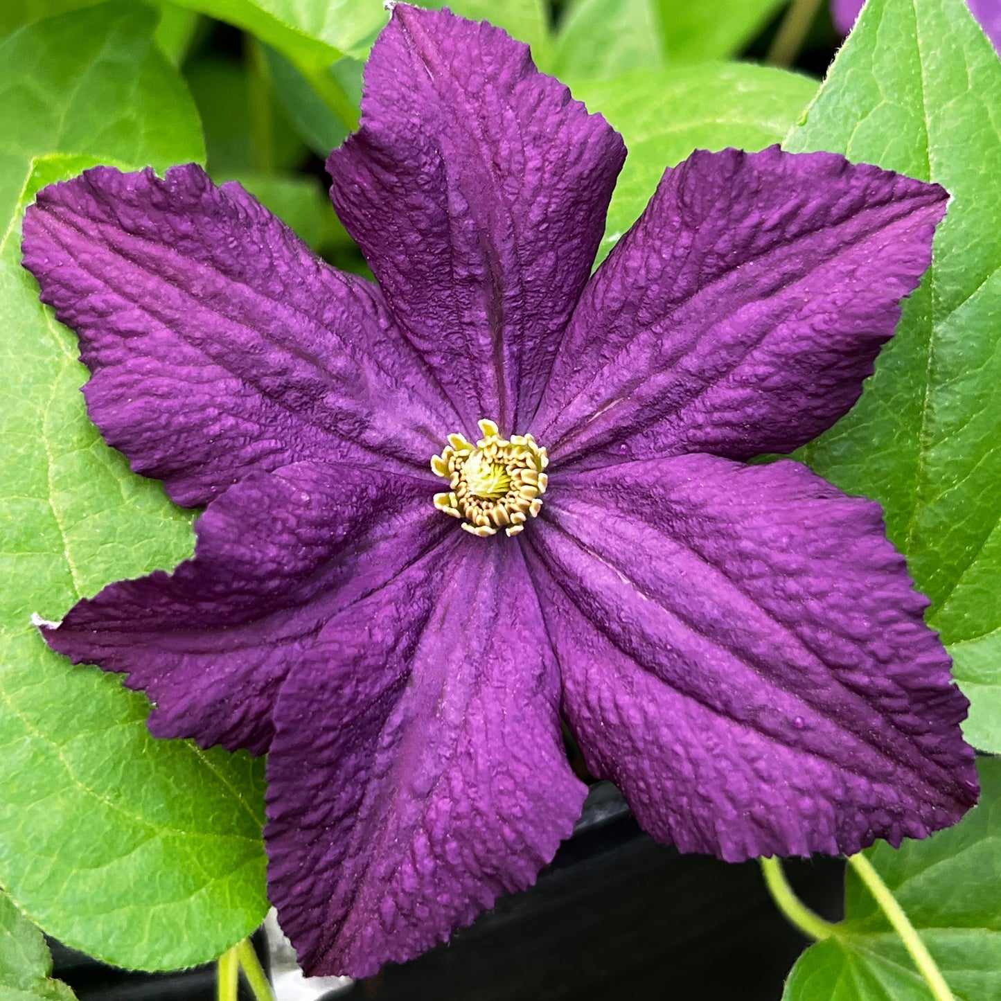 Clematis Trikatrei