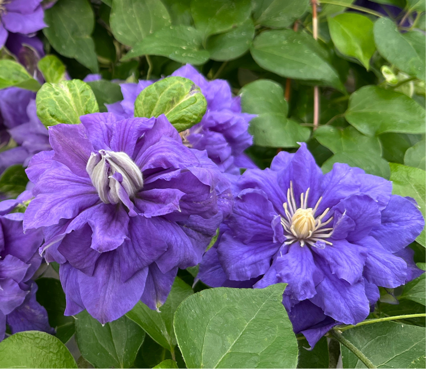 Clematis Kiri Te Kanawa