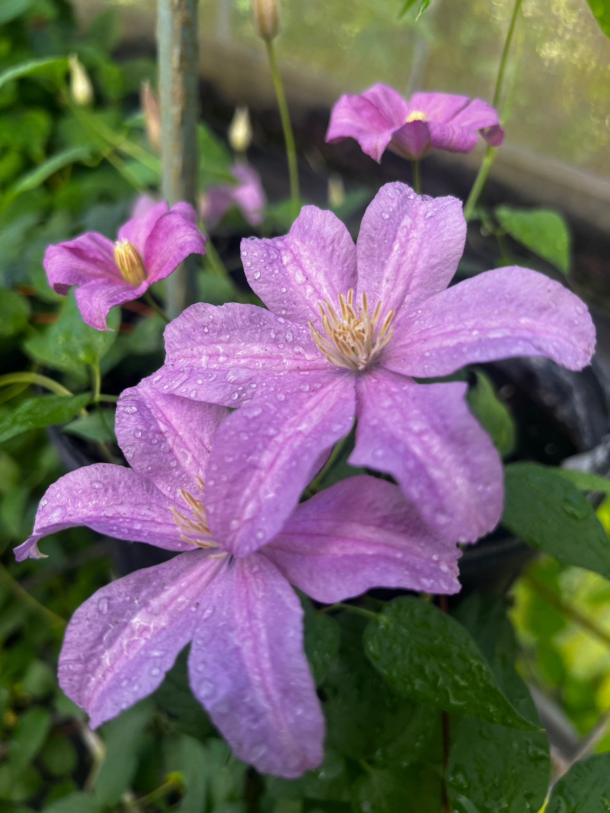Clematis Danuta