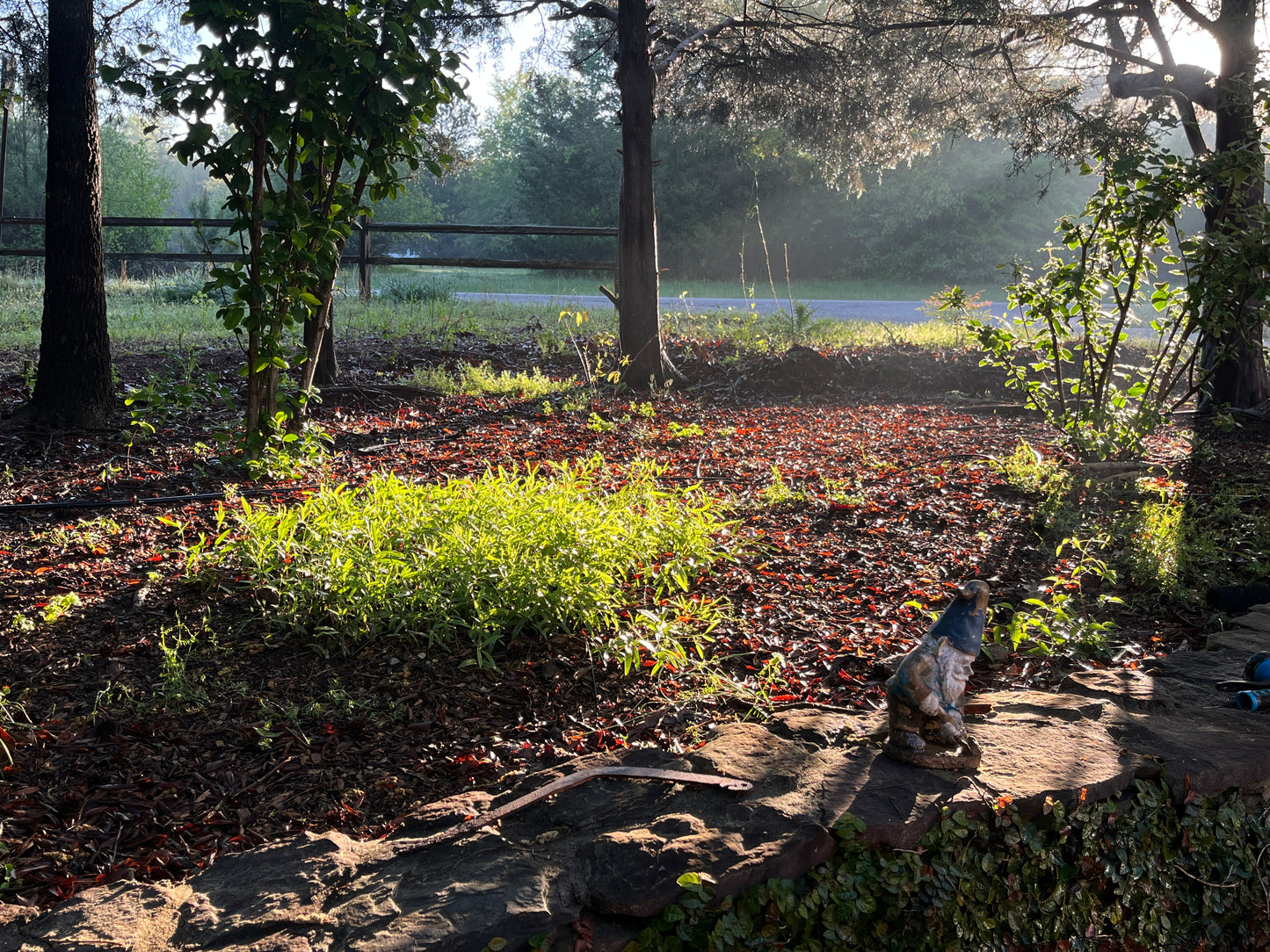Clematis Saucy Alice