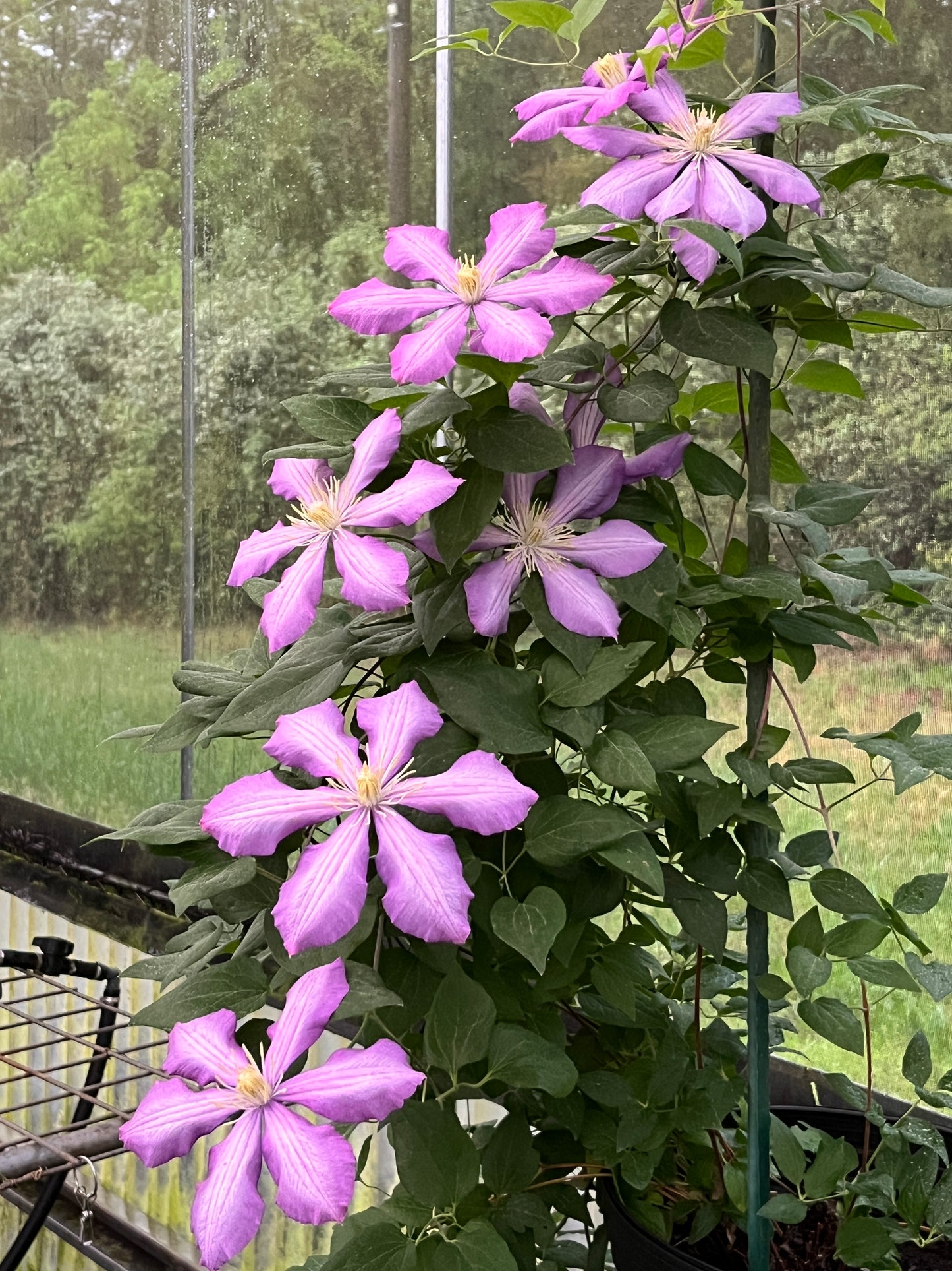 Clematis Nikolaj Rubtzov