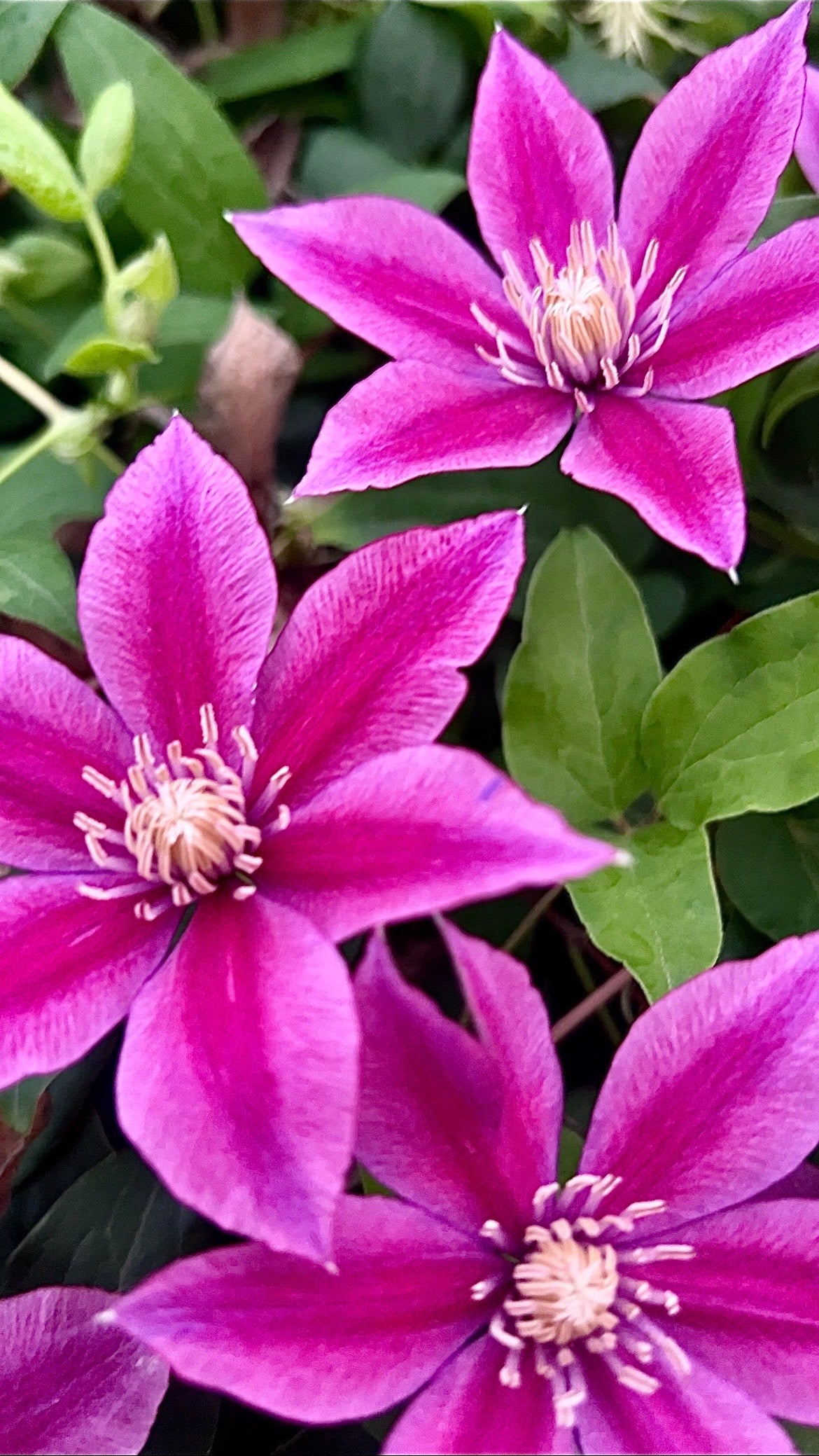 Clematis Poseidon