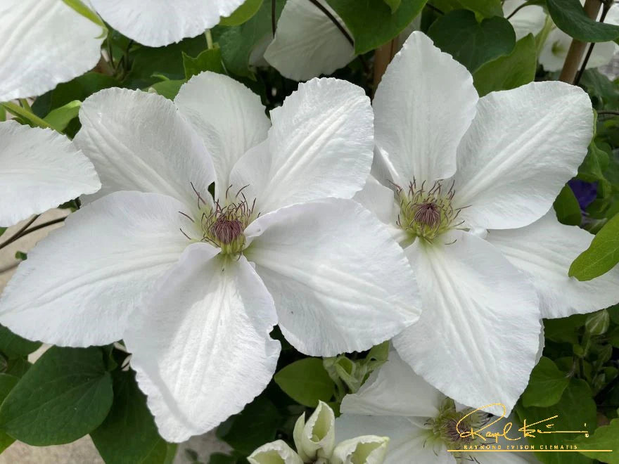 Clematis Guernsey Flute - Brushwood Nursery, Clematis Specialists
