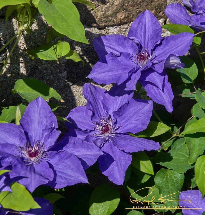 Clematis Lindsay