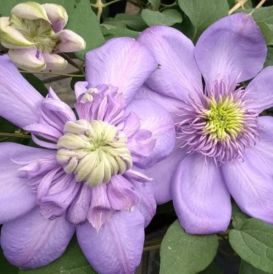 Clematis Blue Light