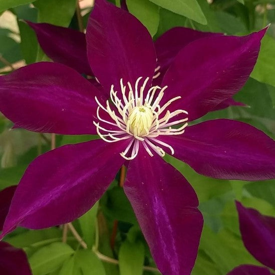 Clematis Hayate