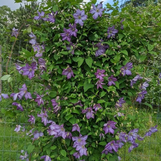 Clematis Solina