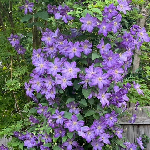 Clematis Solina