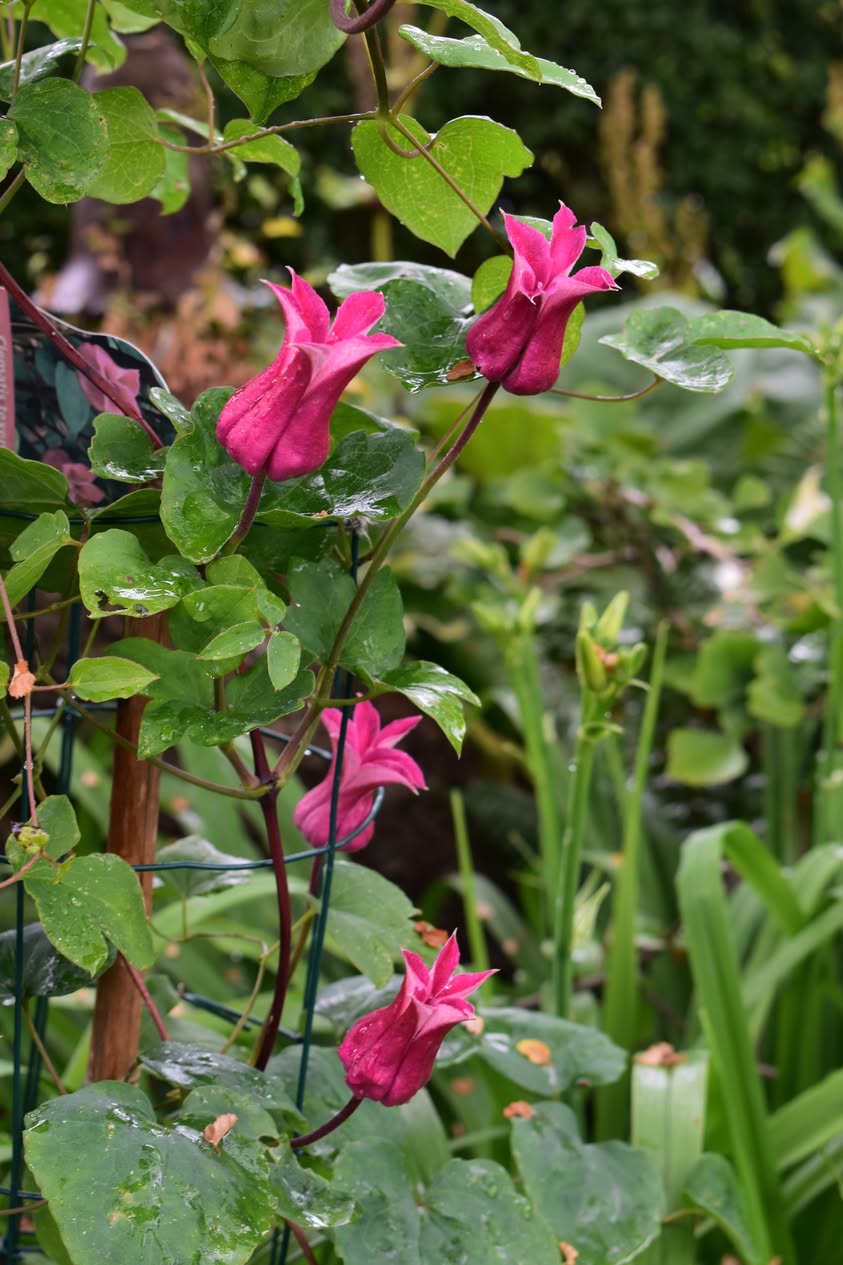 Clematis texensis Maxima