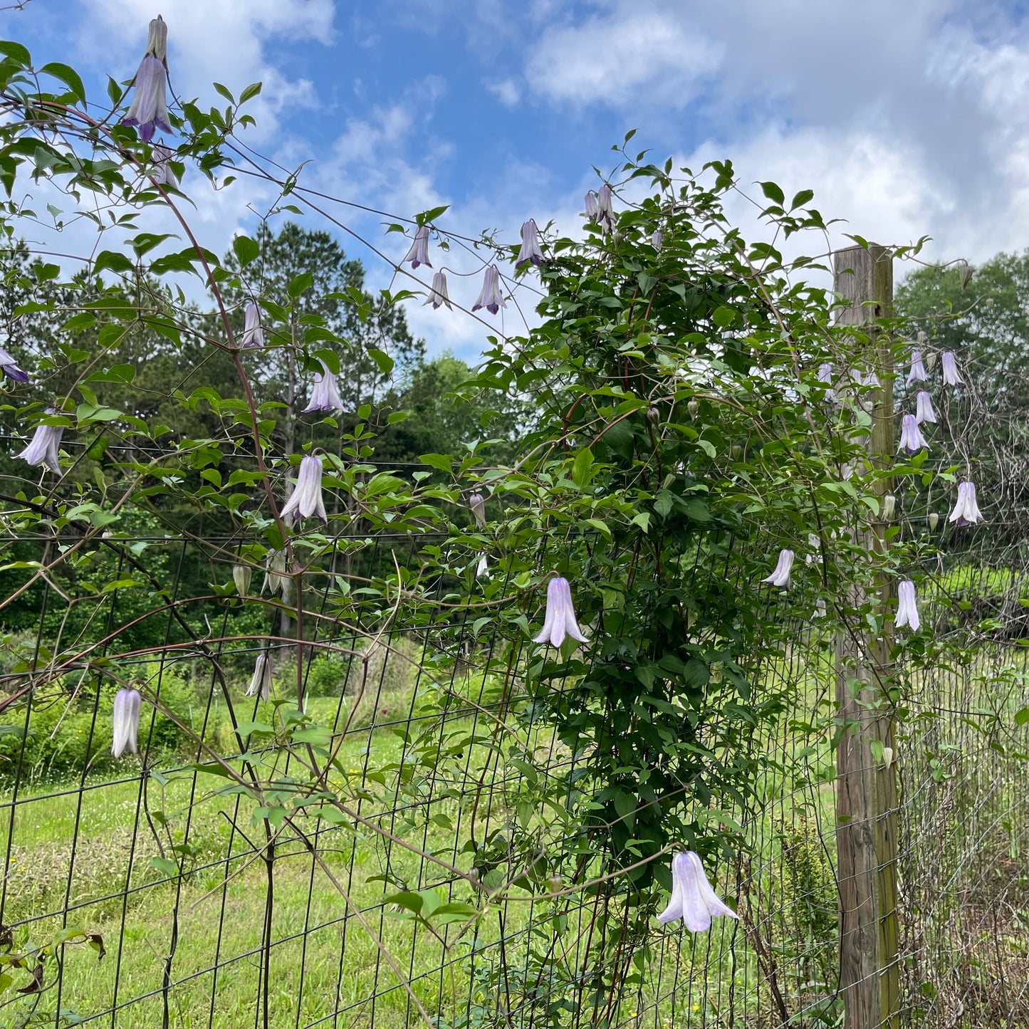 Clematis texensis Radiance