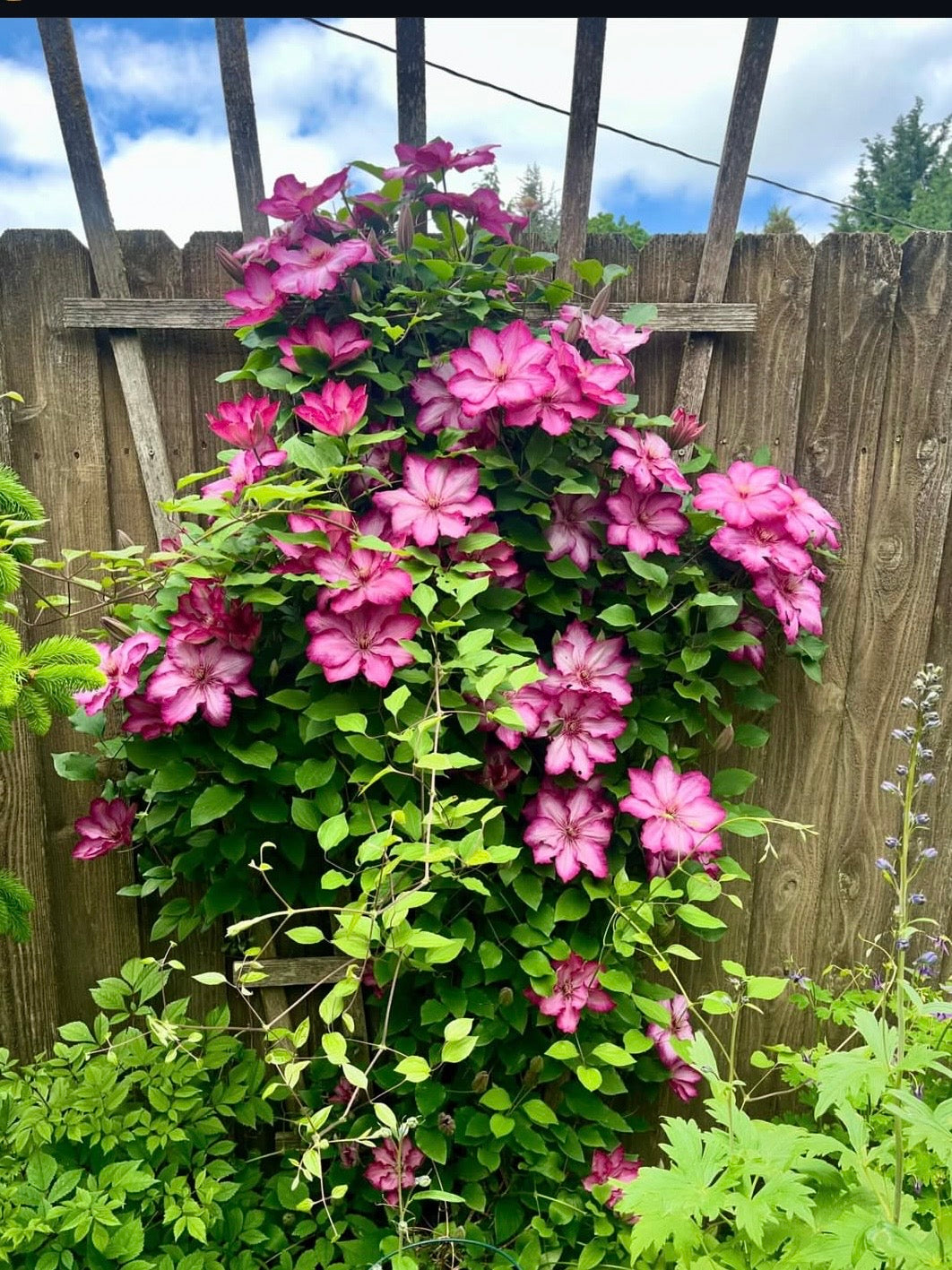 Clematis Liberty
