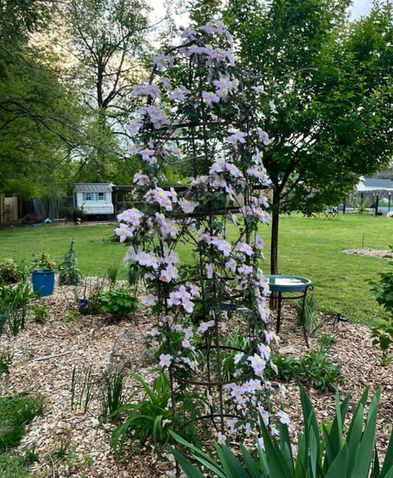 Clematis montana Hot Chocolate