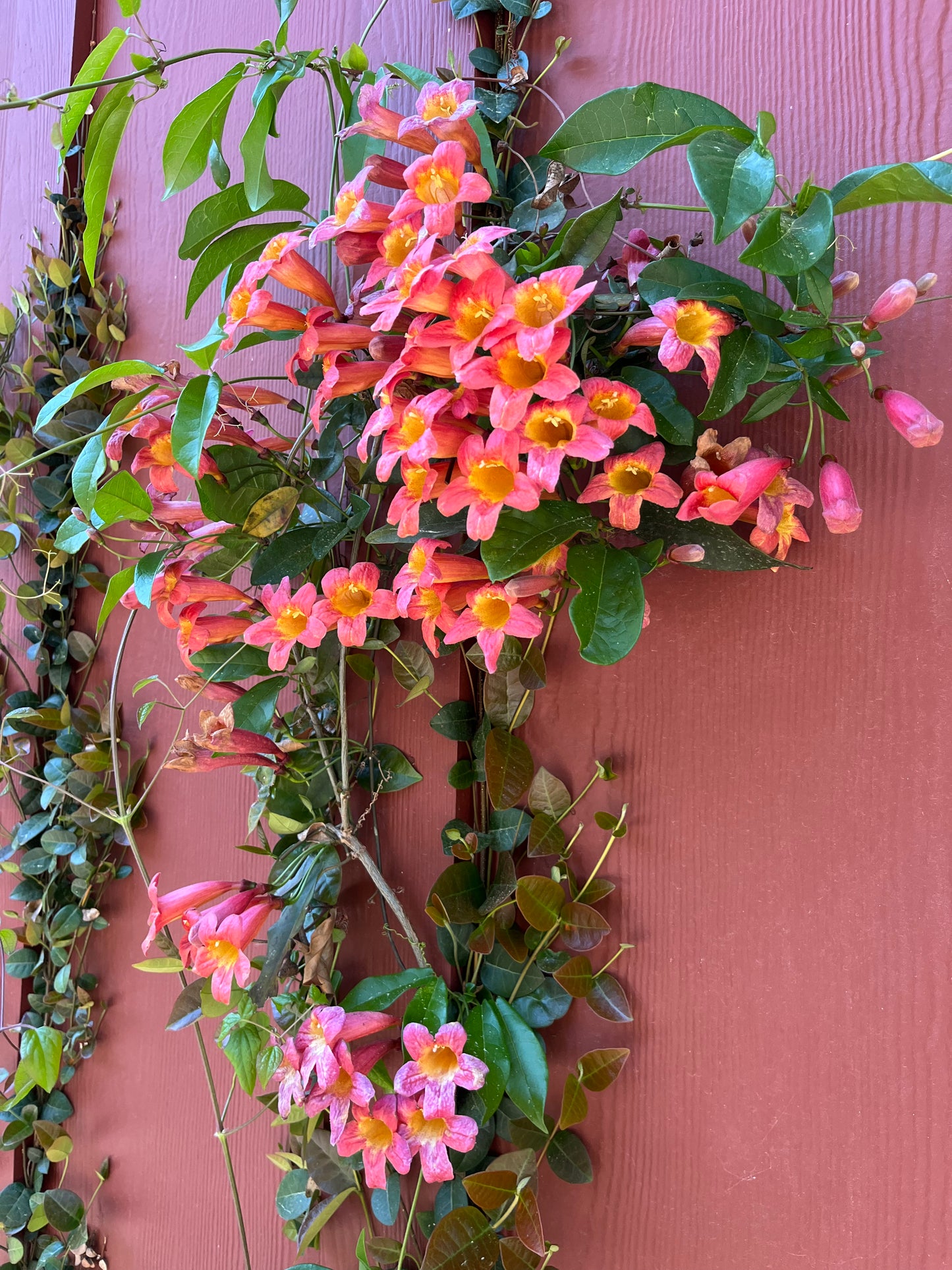 Bignonia capreolata Tangerine Beauty