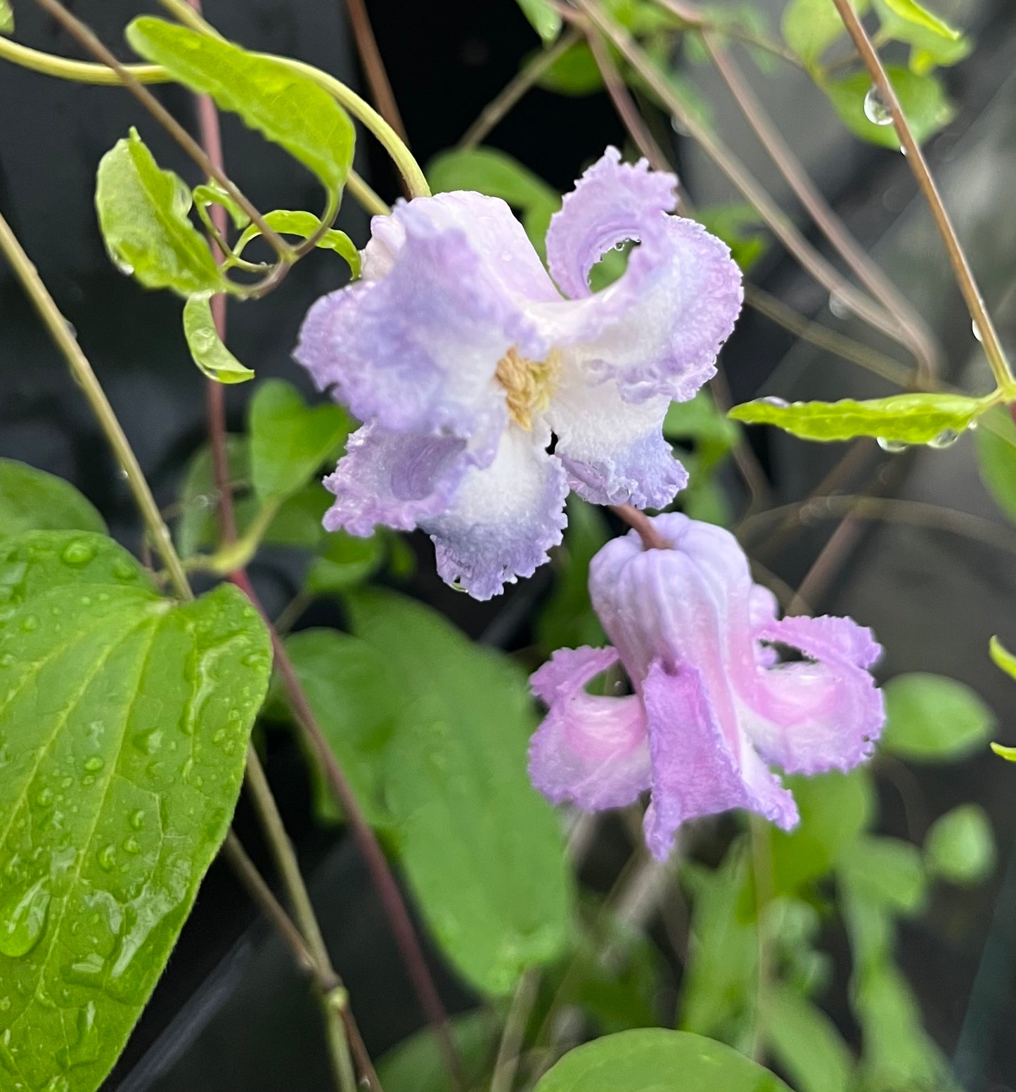 Clematis crispa Big Sombrero