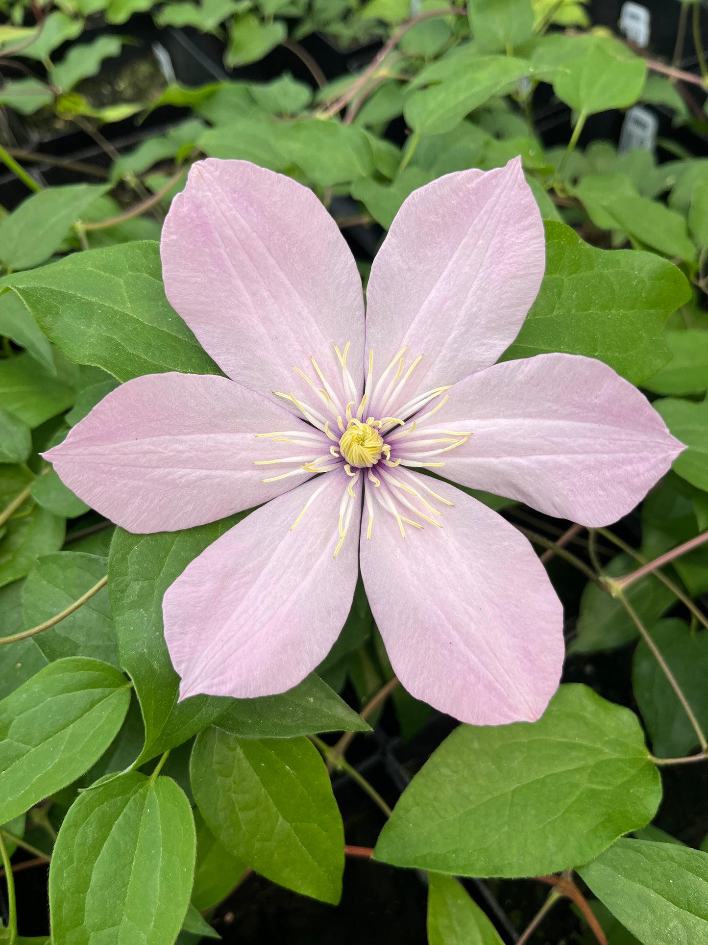Clematis Ai-nor - Brushwood Nursery, Clematis Specialists