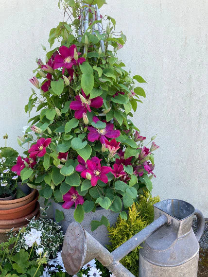 Clematis Issey - Brushwood Nursery, Clematis Specialists