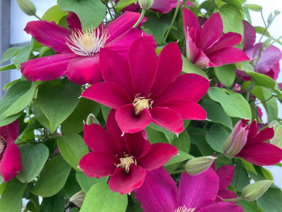 Clematis Issey – Brushwood Nursery, Clematis Specialists