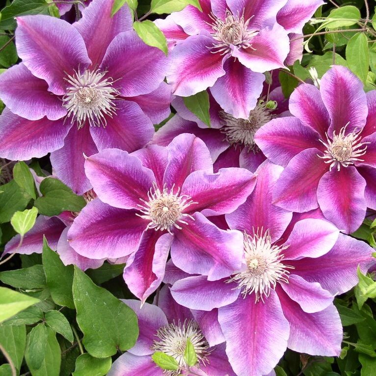 Clematis Kilian Donahue