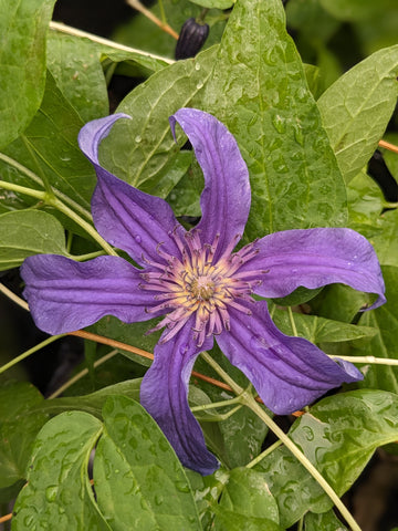 Clematis Sapphire Indigo