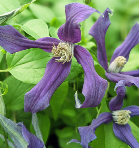 Clematis Blue Ocean