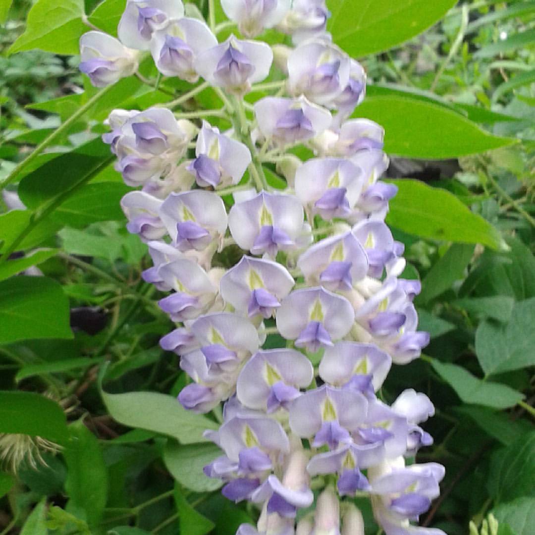 Wisteria macrostachya Blue Moon