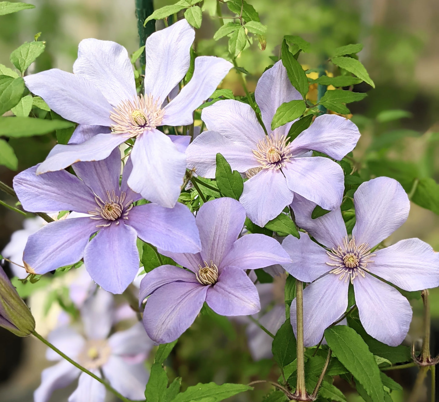 Clematis Evelyn - Brushwood Nursery, Clematis Specialists