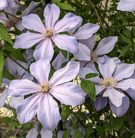 Clematis Evelyn