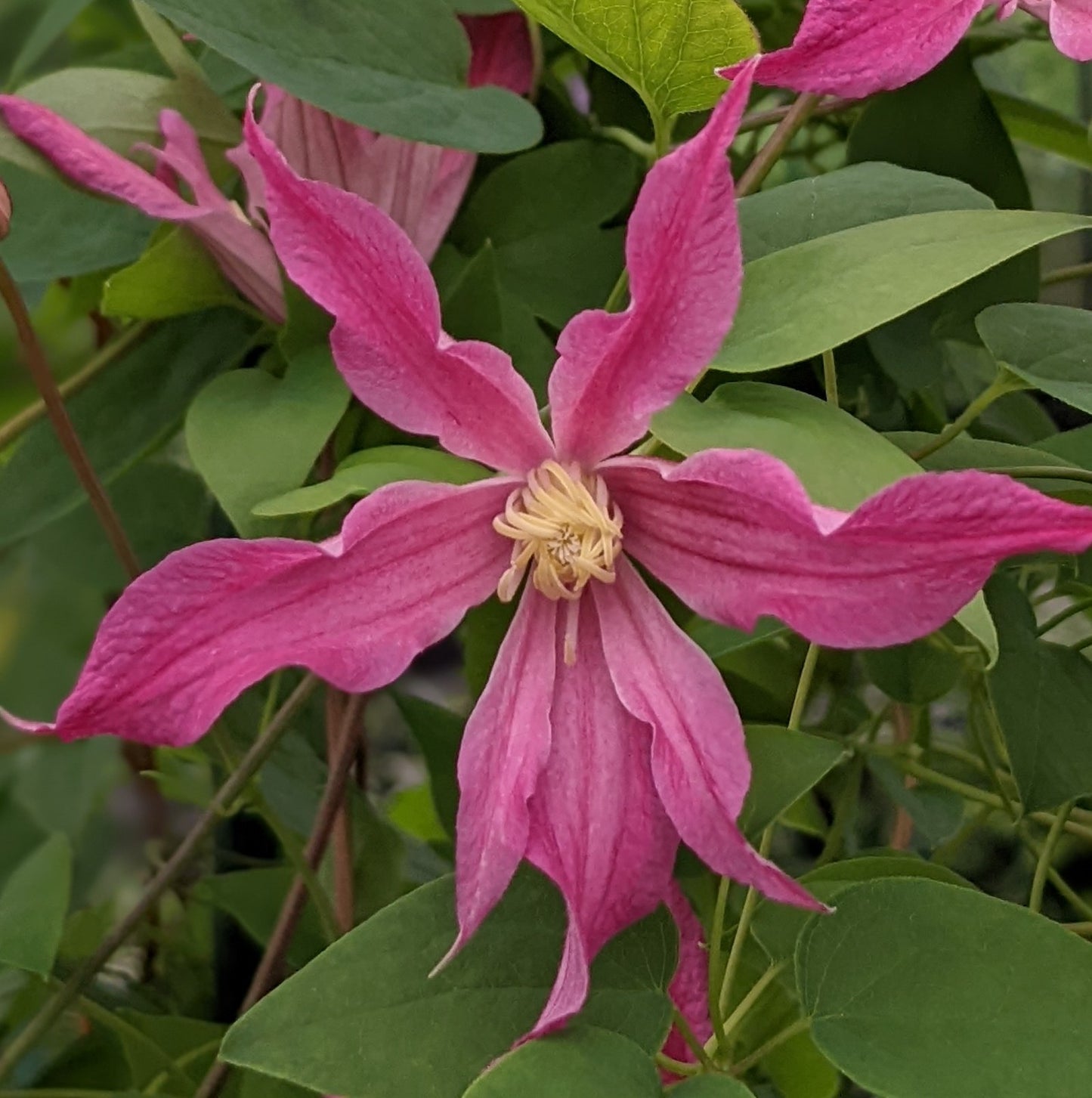Clematis Rapture
