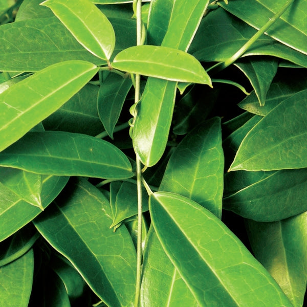 Holboellia coriacea