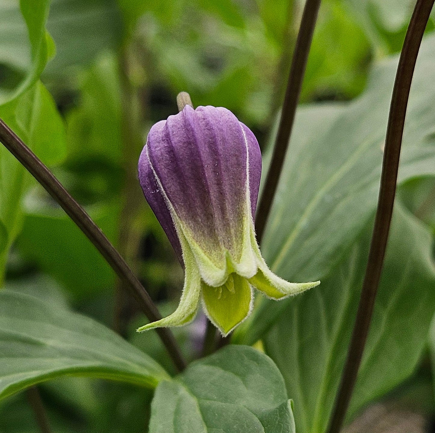 Clematis Shizuku