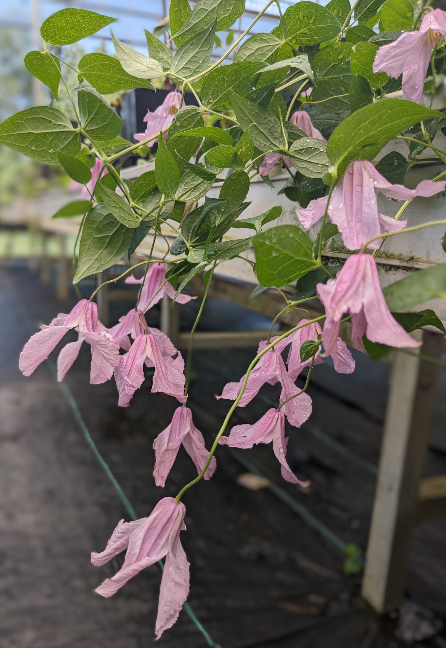 Clematis Alionushka