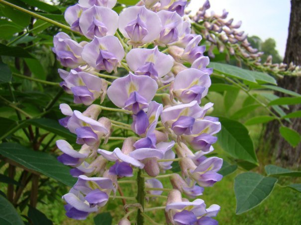 Wisteria macrostachya Blue Moon