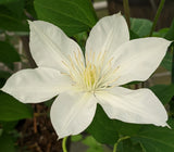 Clematis Baby Star