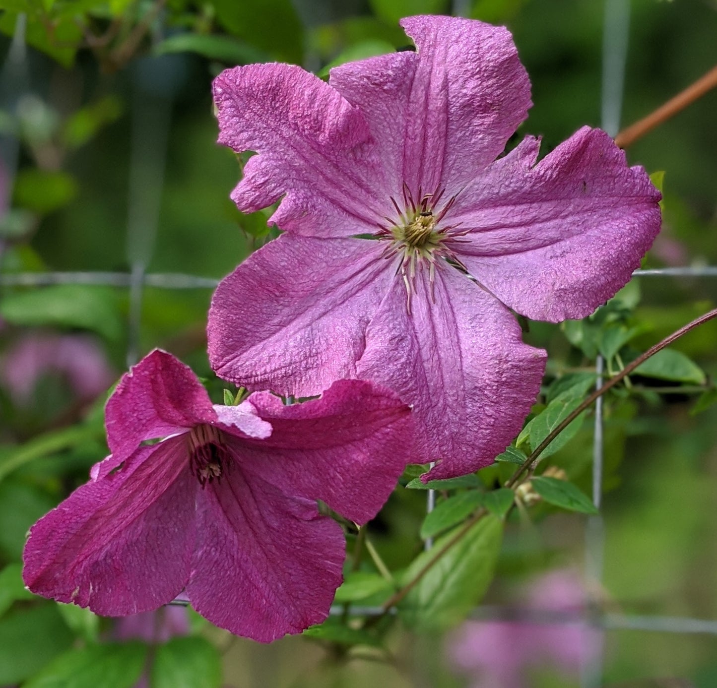 Clematis Kaaru