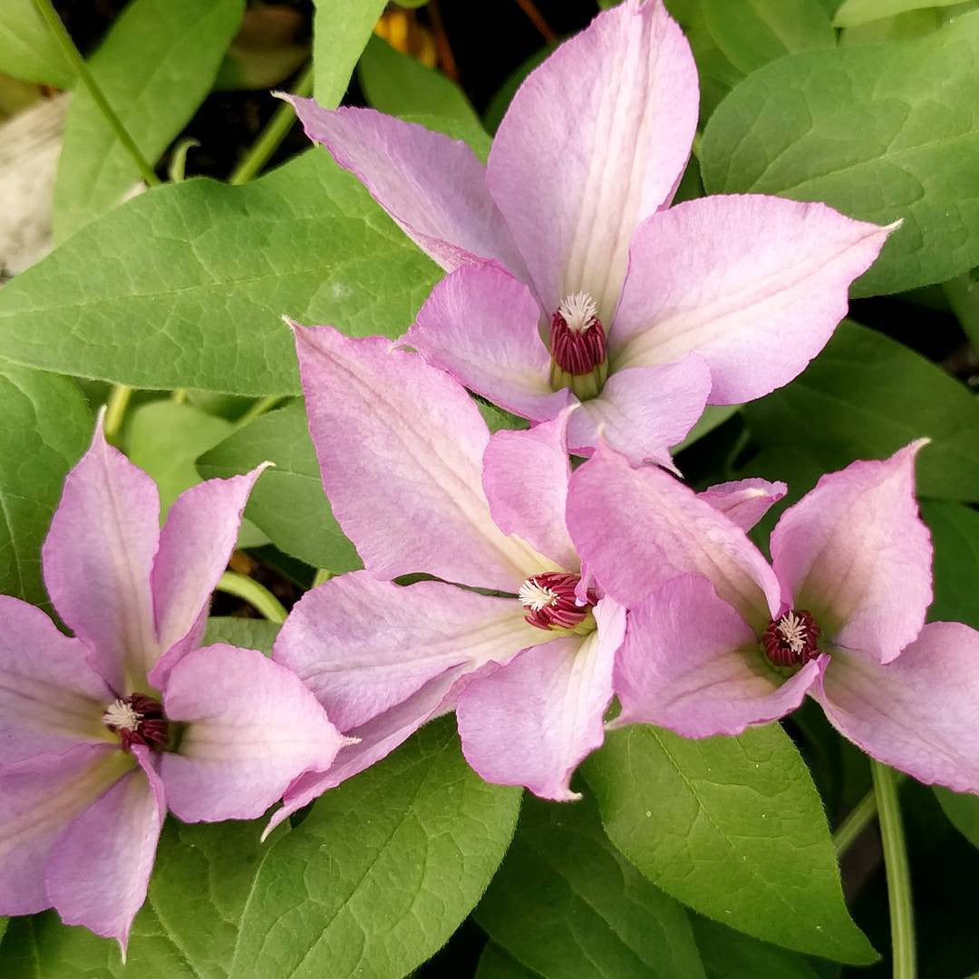 Clematis Margaret Hunt, Large Flowered Clematis - Brushwood Nursery, Clematis Specialists