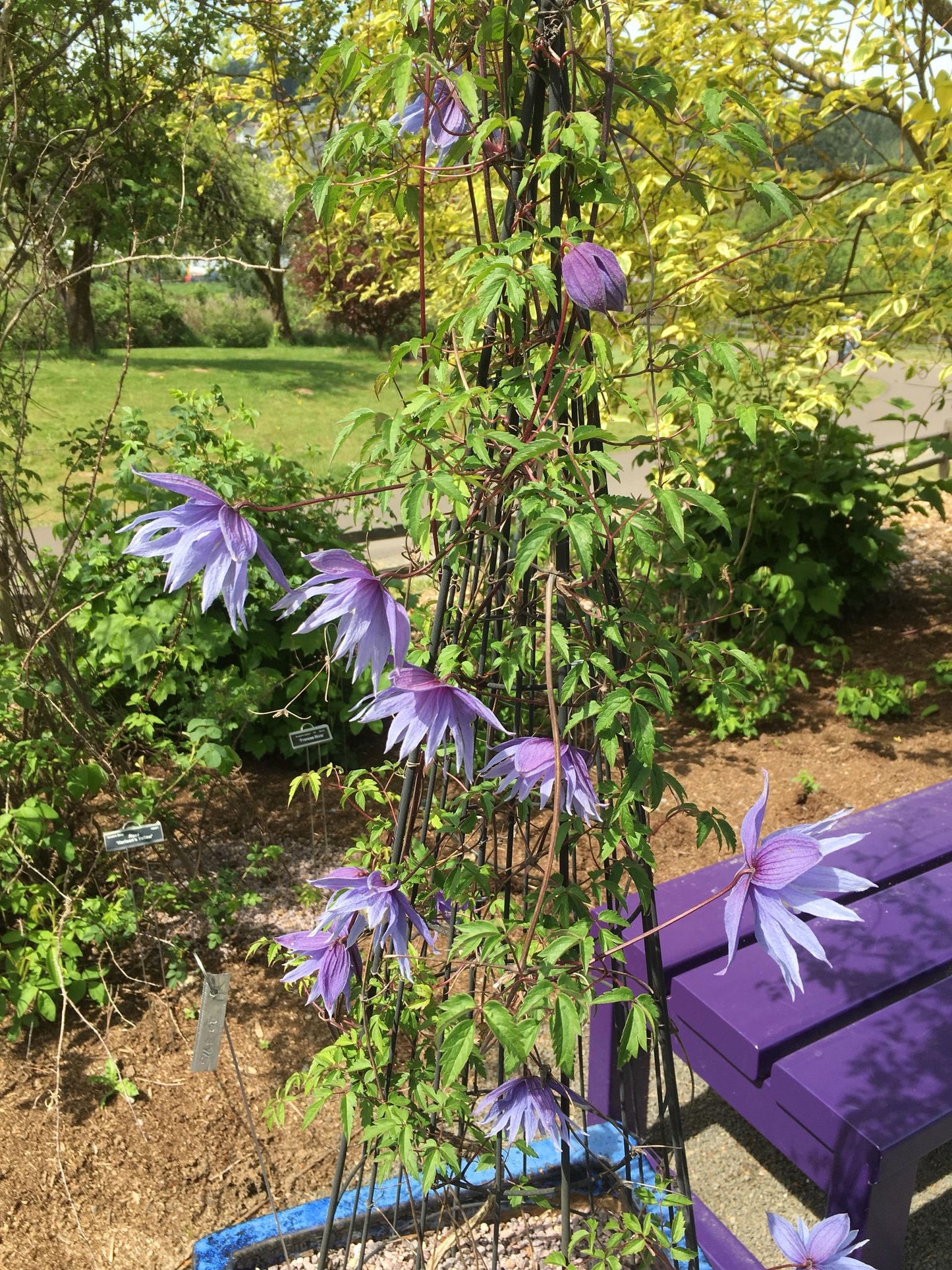 Clematis macropetala Mountaindale
