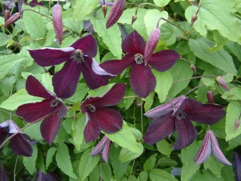 Clematis Black Prince