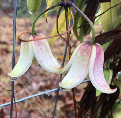 Clematis urophylla