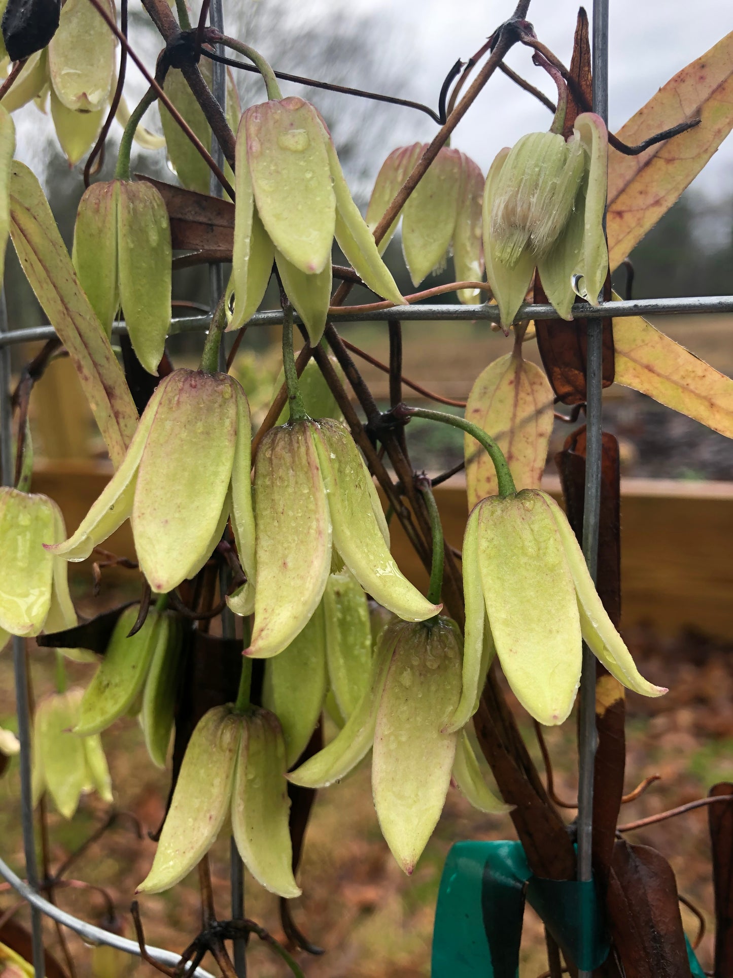 Clematis urophylla