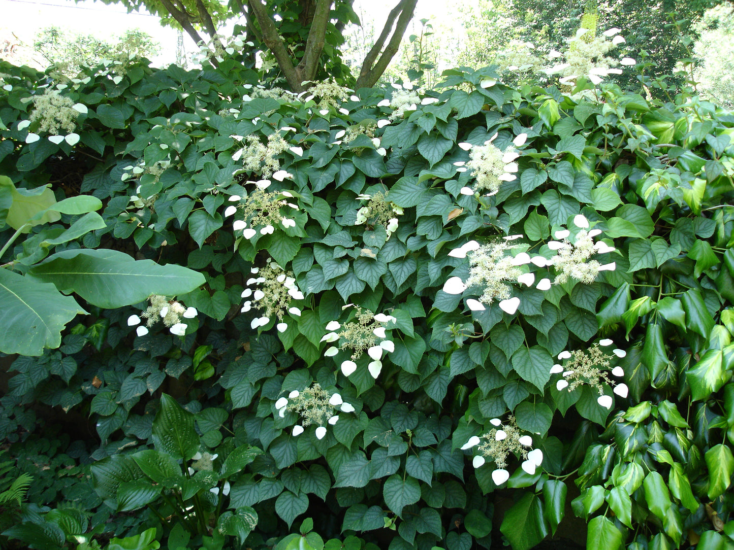 Schizophragma Moonlight - Brushwood Nursery, Clematis Specialists