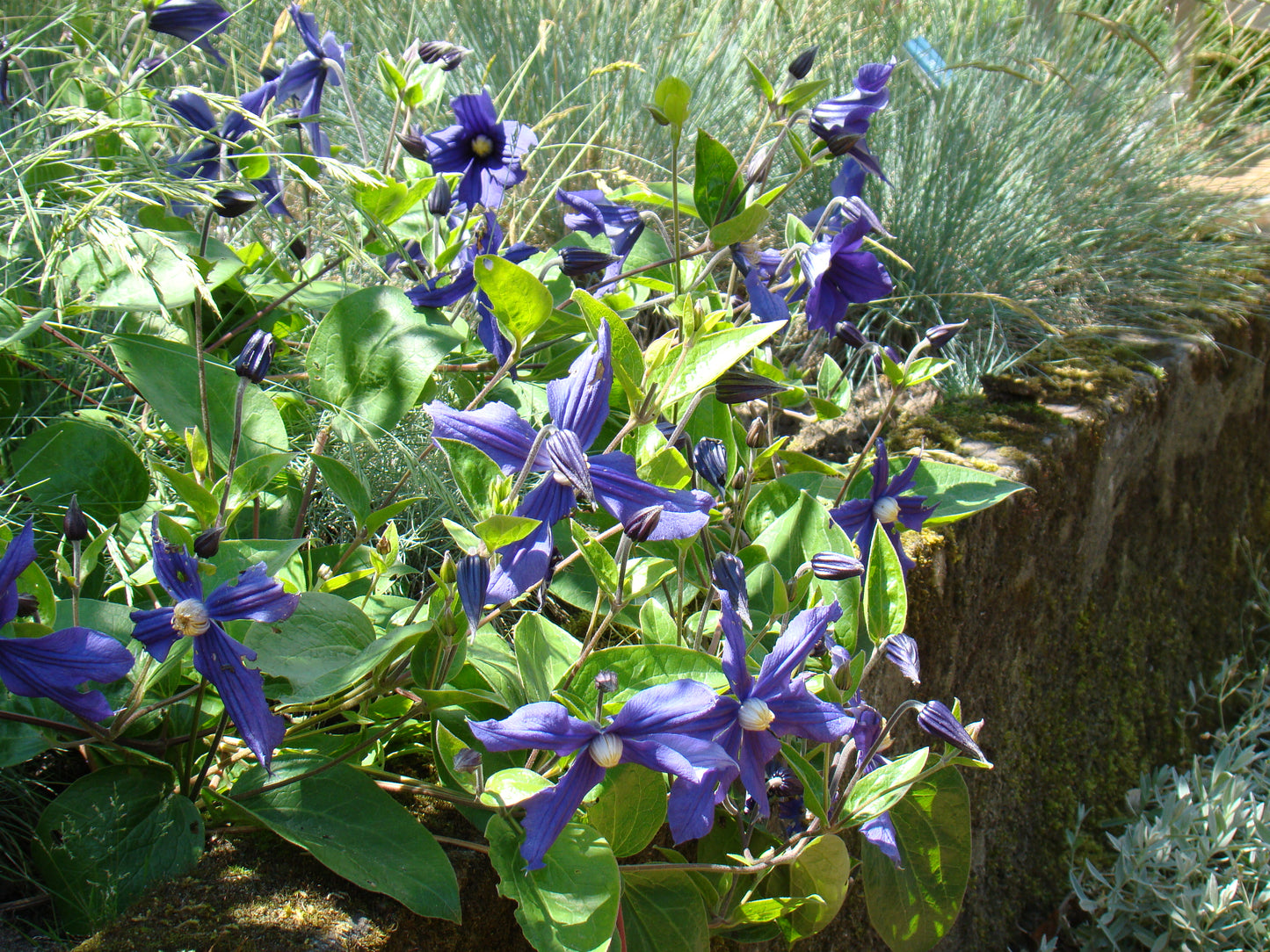 Clematis Durandii