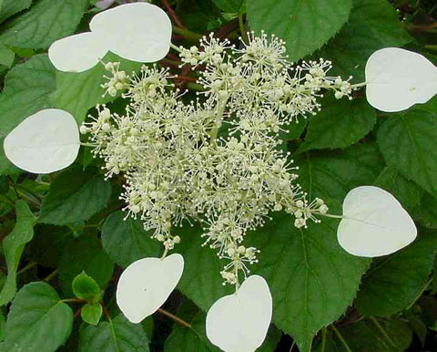 Schizophragma Moonlight