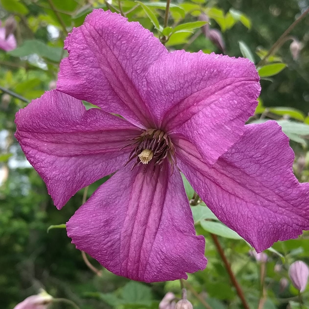 Clematis Kaaru