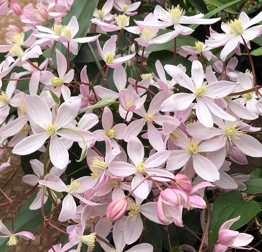 Clematis armandii Apple Blossom