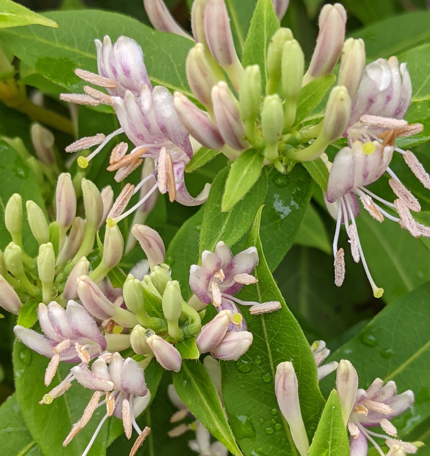Lonicera Candy Swirl