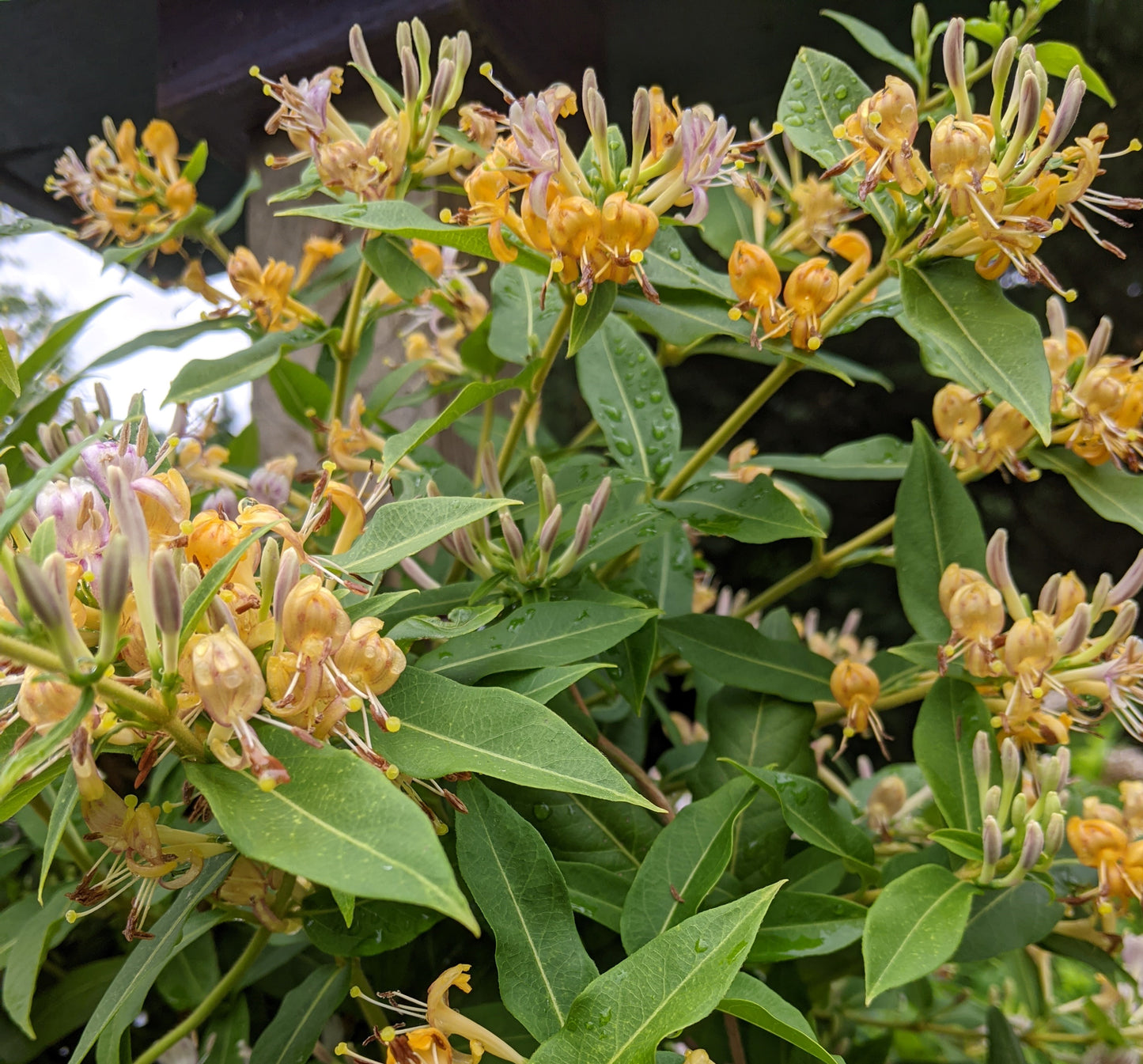 Lonicera Candy Swirl